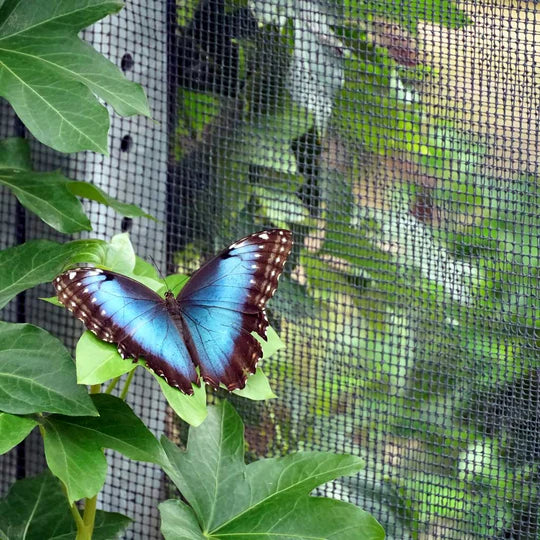 Ultimate Fly Screen Mesh Protection Against Birds, Wasps & Flies - Image 5
